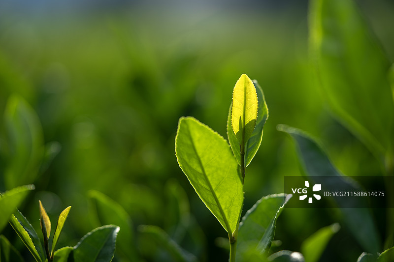 湖北恩施白果乡秋天生长的茶叶特写图片素材