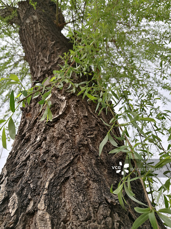 蓝色天空柳树柳条柳叶柳芽。垂柳树皮。风景留白设计素材背景图图片素材