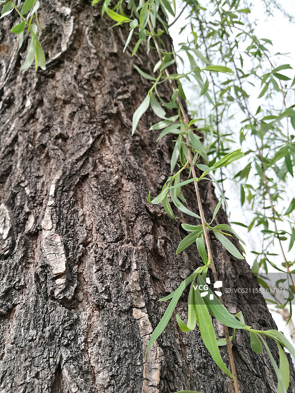 蓝色天空柳树柳条柳叶柳芽。垂柳树皮。风景留白设计素材背景图图片素材