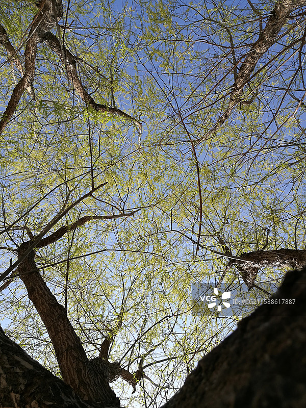 蓝色天空柳树柳条柳叶柳芽。垂柳树皮。风景留白设计素材背景图图片素材