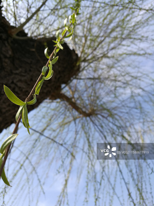 蓝色天空柳树柳条柳叶柳芽。垂柳树皮。风景留白设计素材背景图图片素材