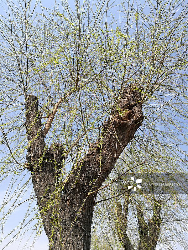 蓝色天空柳树柳条柳叶柳芽。垂柳树皮。风景留白设计素材背景图图片素材