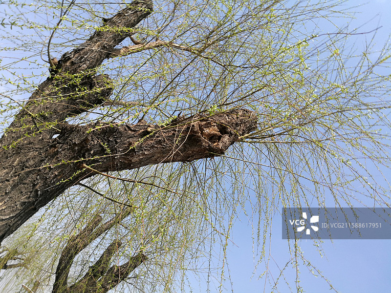 蓝色天空柳树柳条柳叶柳芽。垂柳树皮。风景留白设计素材背景图图片素材
