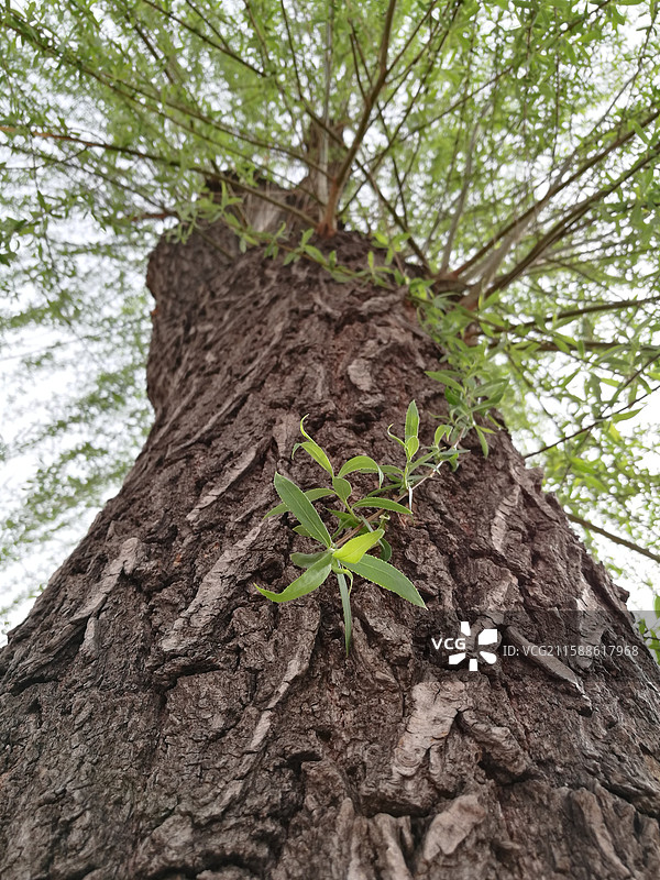 蓝色天空柳树柳条柳叶柳芽。垂柳树皮。风景留白设计素材背景图图片素材