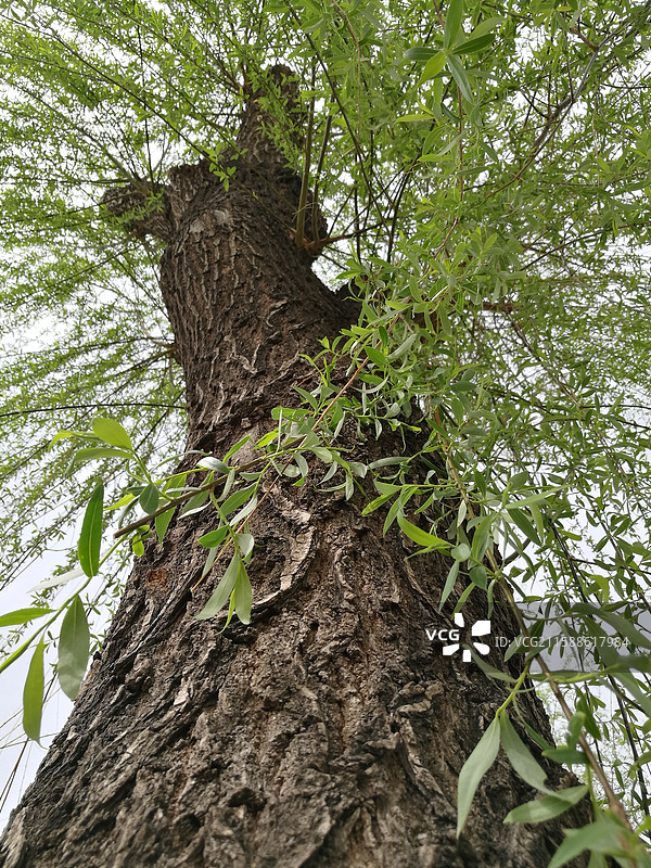 蓝色天空柳树柳条柳叶柳芽。垂柳树皮。风景留白设计素材背景图图片素材