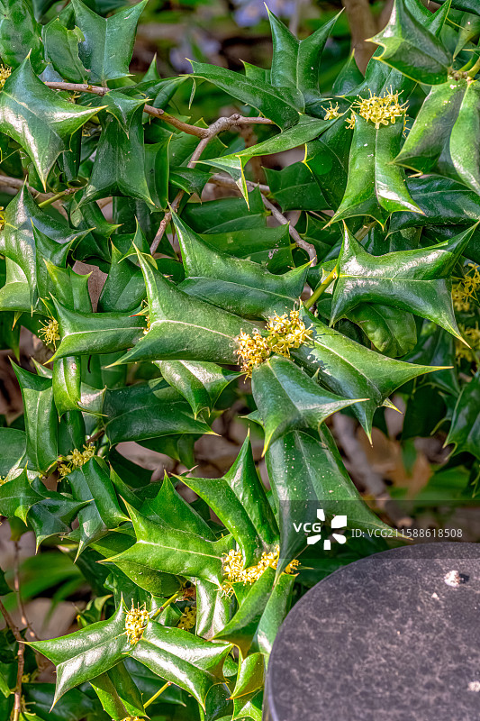 枸骨 一种叶缘带刺的冬青 嫩叶能做苦丁茶 上海浦东世纪公园植物图鉴图片素材