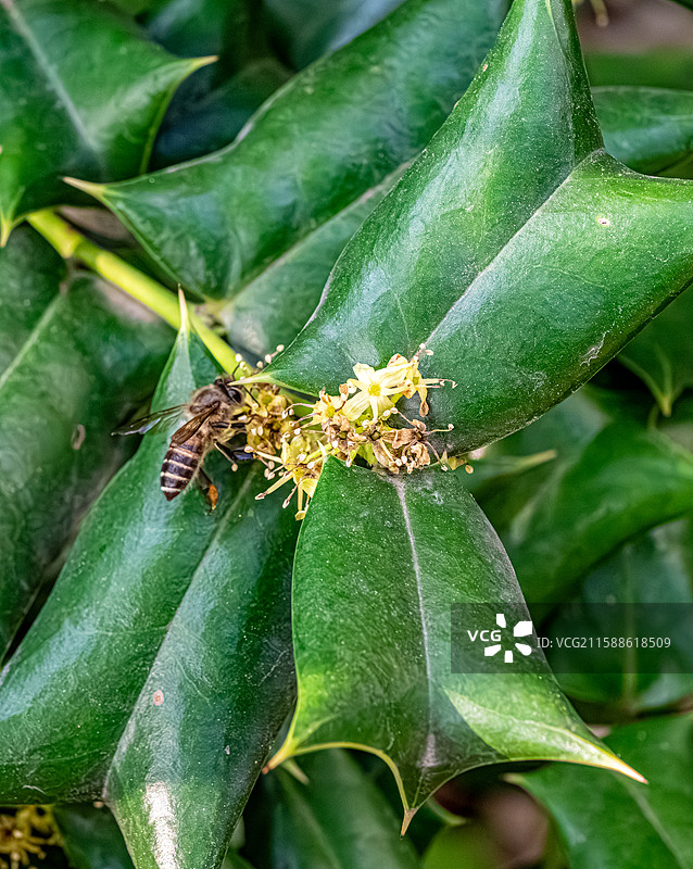 蜜蜂在枸骨花上采蜜 一种叶缘带刺的冬青 嫩叶能做苦丁茶 上海浦东世纪公园植物图鉴图片素材
