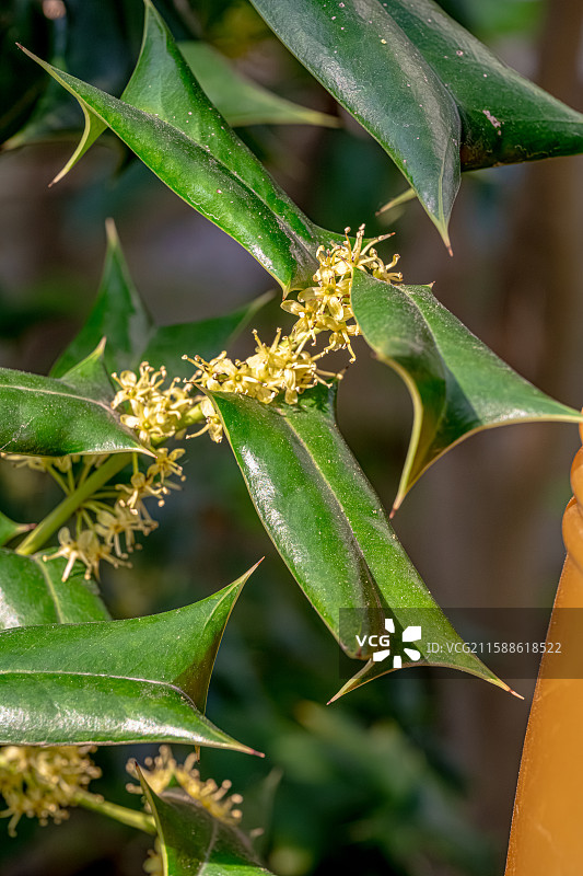 枸骨 一种叶缘带刺的冬青 嫩叶能做苦丁茶 上海浦东世纪公园植物图鉴图片素材