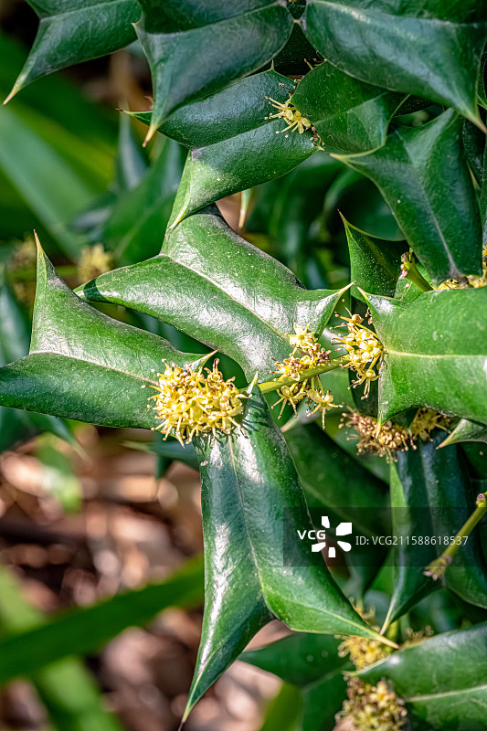 枸骨 一种叶缘带刺的冬青 嫩叶能做苦丁茶 上海浦东世纪公园植物图鉴图片素材