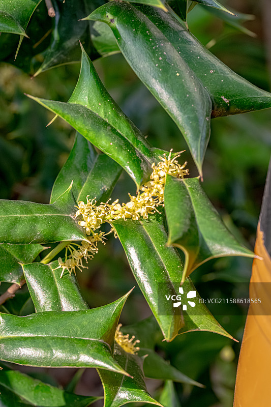 枸骨 一种叶缘带刺的冬青 嫩叶能做苦丁茶 上海浦东世纪公园植物图鉴图片素材