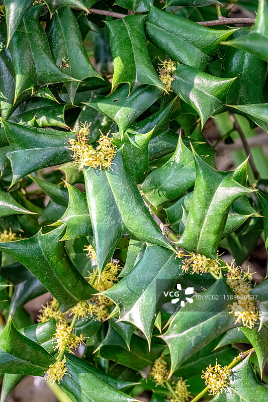枸骨 一种叶缘带刺的冬青 嫩叶能做苦丁茶 上海浦东世纪公园植物图鉴图片素材