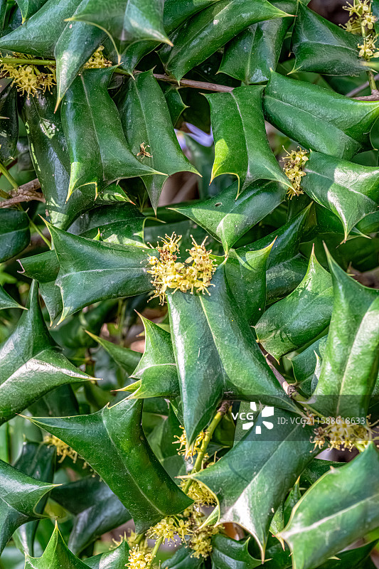 枸骨 一种叶缘带刺的冬青 嫩叶能做苦丁茶 上海浦东世纪公园植物图鉴图片素材