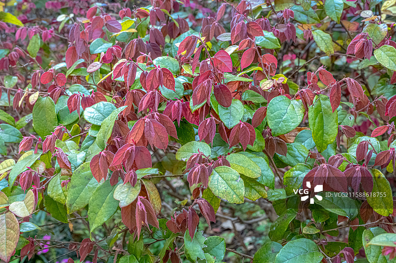 红花檵木 红色新叶 红色细长条花瓣 春天的嫩芽嫩叶 上海浦东世纪公园植物图鉴图片素材