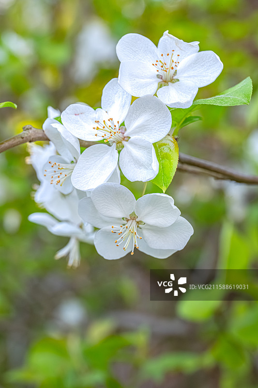 湖北海棠 春天五个花瓣白色小花鲜花盛开 人间四月天 上海浦东世纪公园植物图鉴图片素材