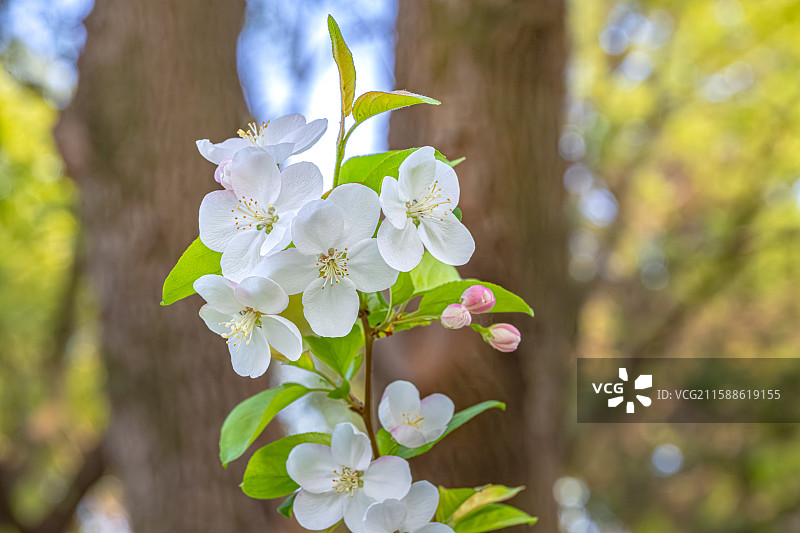 湖北海棠 春天五个花瓣白色小花鲜花盛开 人间四月天 上海浦东世纪公园植物图鉴图片素材