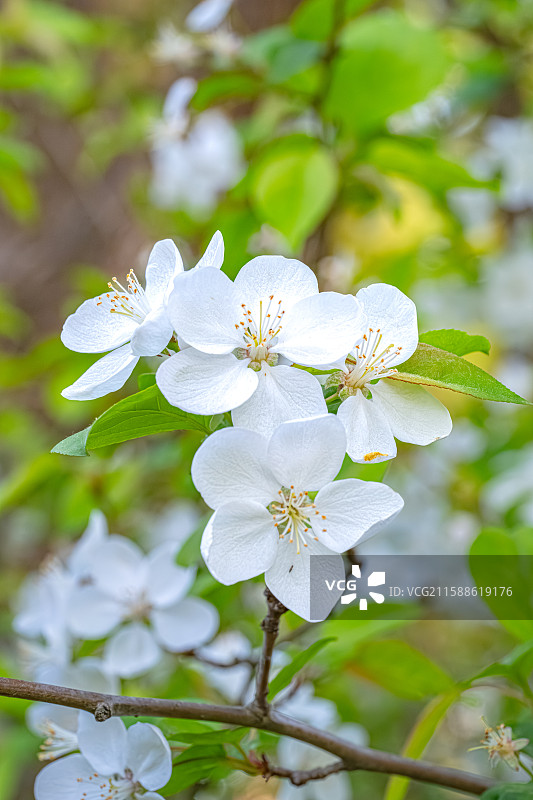 湖北海棠 春天五个花瓣白色小花鲜花盛开 人间四月天 上海浦东世纪公园植物图鉴图片素材