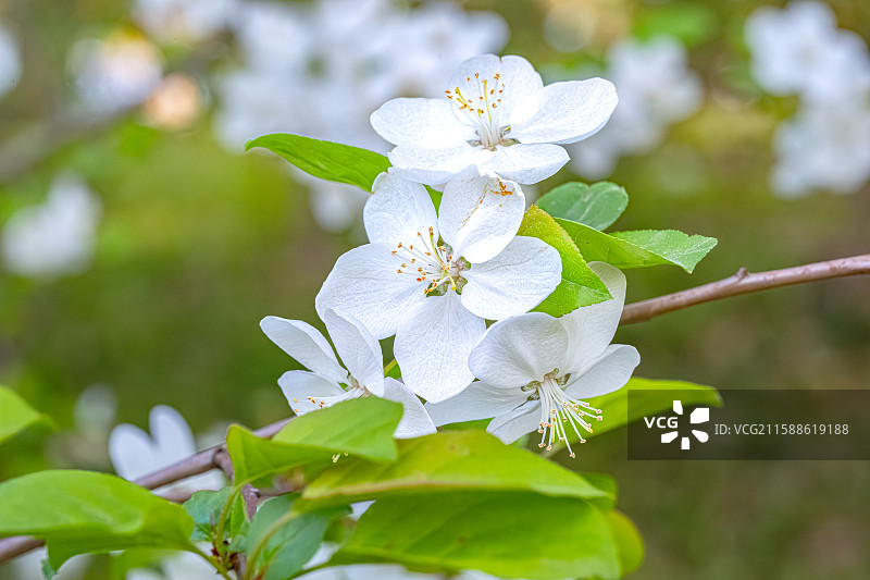 湖北海棠 春天五个花瓣白色小花鲜花盛开 人间四月天 上海浦东世纪公园植物图鉴图片素材