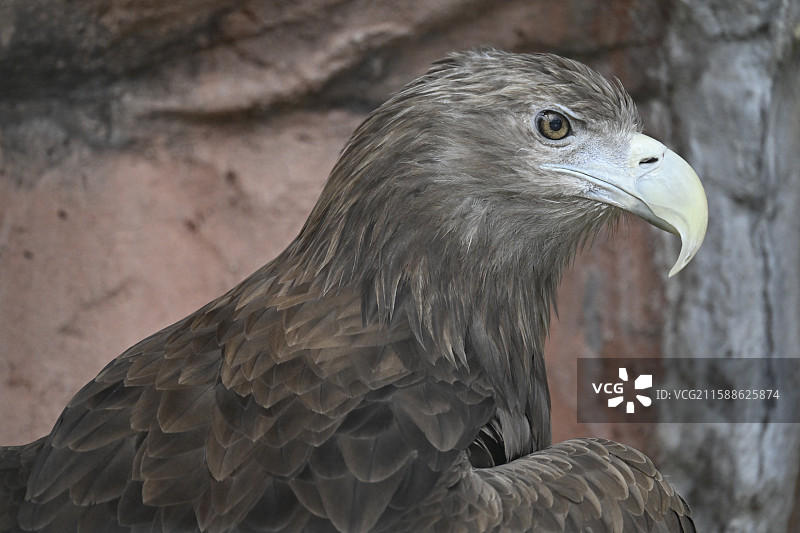 大阪万博图片素材