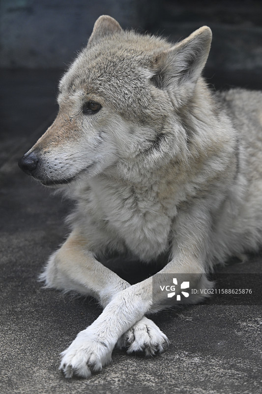 大阪万博图片素材