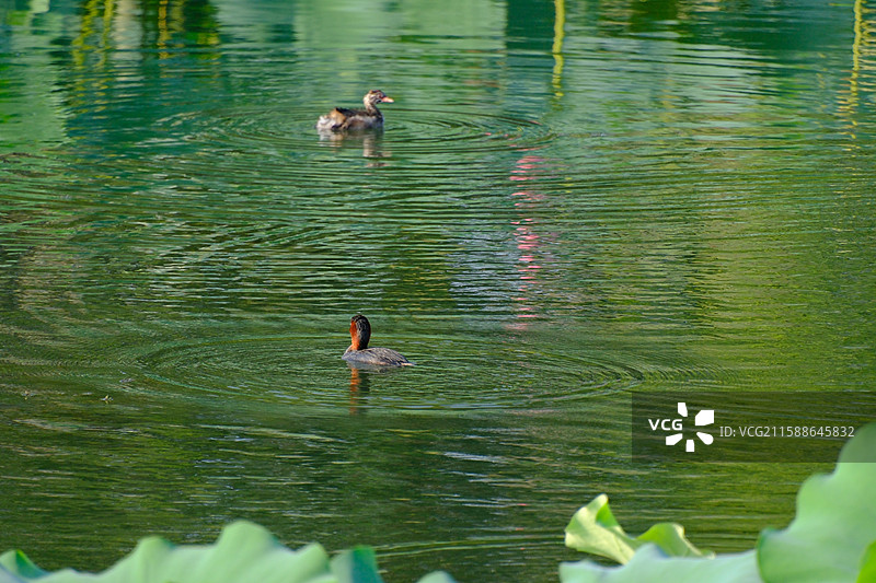 小PT夏天秋天荷塘池塘荷花荷叶河水。水波纹。母子情野鸭水鸟图片素材