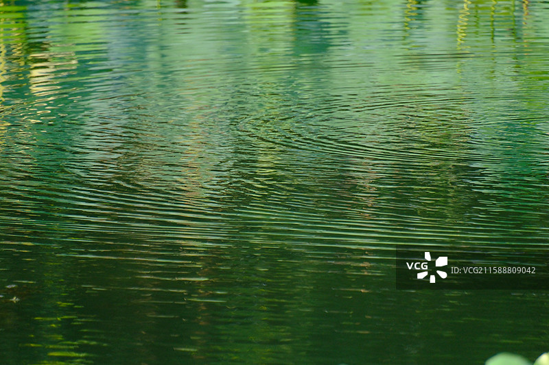 夏天秋天池塘荷塘河水湖。水波纹。绿色蓝色。枸杞风景背景图。设计素材荷花荷叶反射倒影图片素材