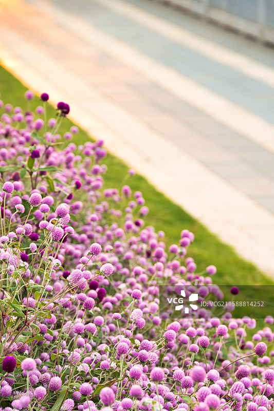 盛开的紫色乒乓菊图片素材