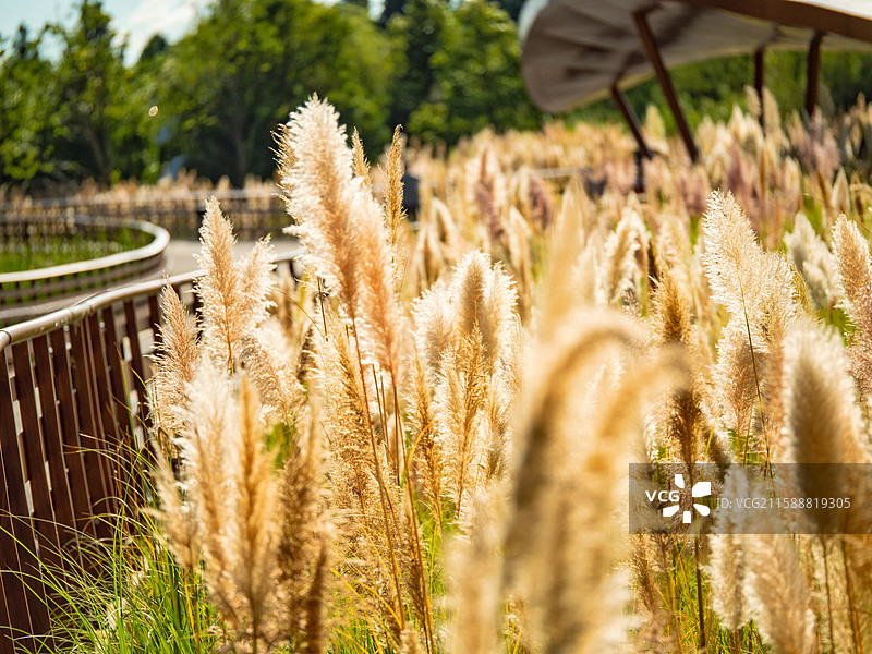 滇池绿道的荻花图片素材