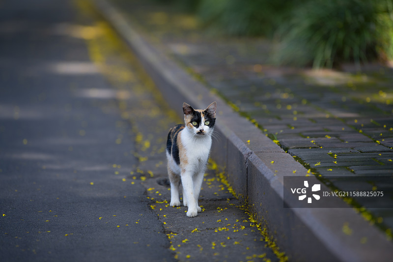 可爱的三色花猫图片素材