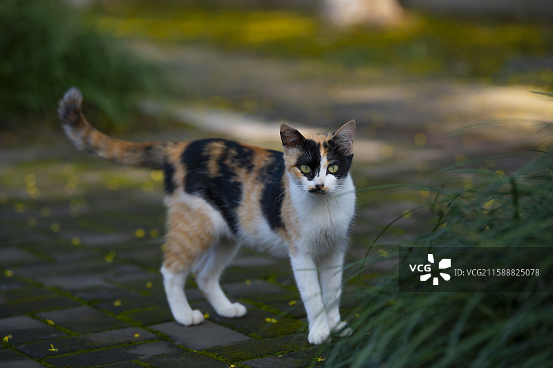 可爱的三色花猫图片素材