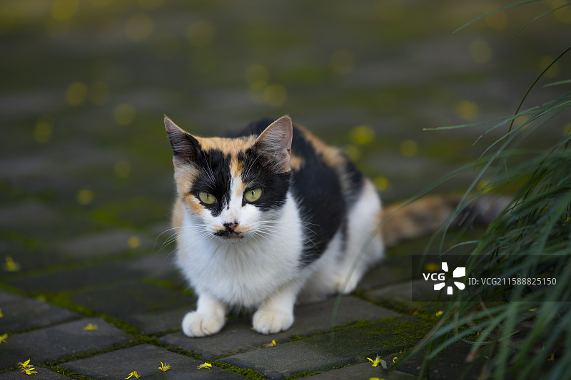 可爱的三色花猫图片素材