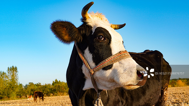 奶牛图片素材