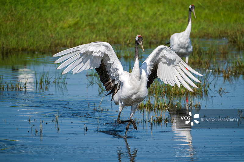夏末秋初，黑龙江齐齐哈尔扎龙湿地国家级自然保护区，水中的丹顶鹤展开翅膀特写，姿态优雅地抬脚向前走图片素材