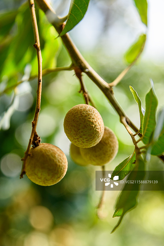 夏日树上成熟的龙眼图片素材