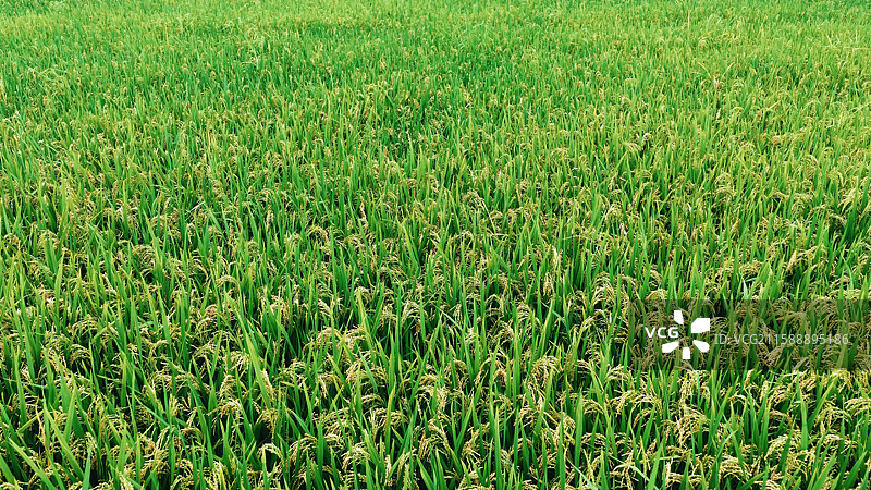 水稻稻田乡村振兴图片素材
