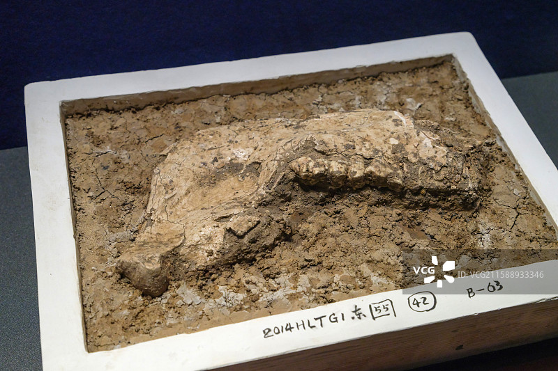 兽骨 新石器时代凌家滩文化晚期 北京故宫博物院“文明先锋-凌家滩文化玉器展”图片素材