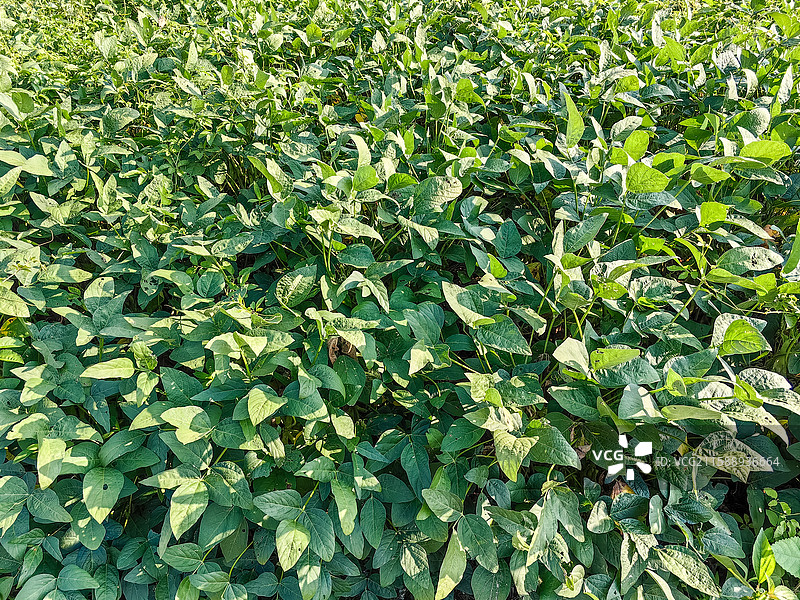 生长中的黄豆图片素材