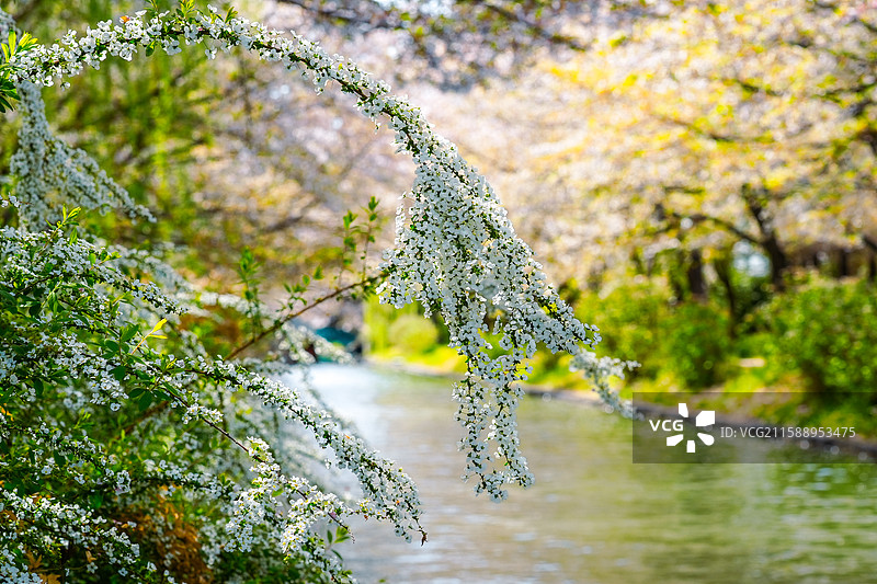河边盛开的珍珠绣线菊和樱花树图片素材