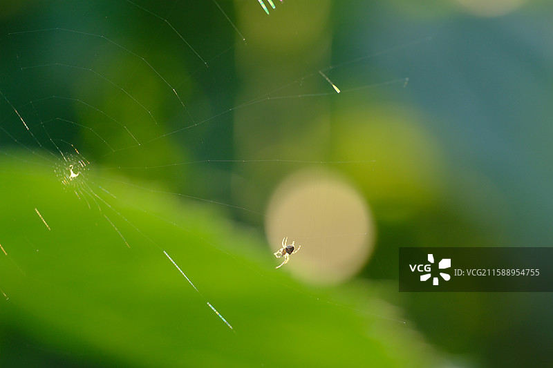 秋天。傍晚黄昏夕阳。向日葵花地里的小蜘蛛和它的网。阳光逆光高清绿色背景图设计素材图片素材