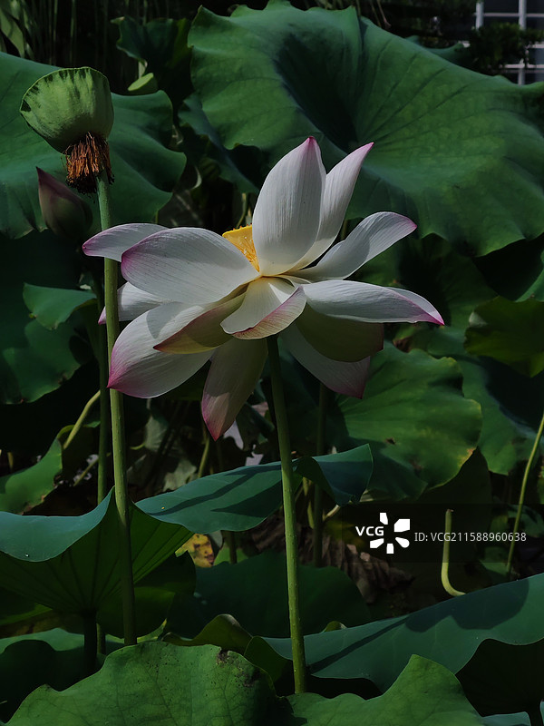 夏天池塘晴天白色荷花莲花盛开特写与出尘不染的生命力阳光概念图片素材