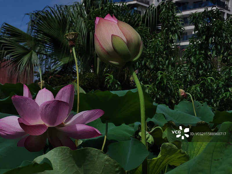 晴天池塘的粉色盛开莲花荷花花苞特写与纯洁不染的概率图片素材