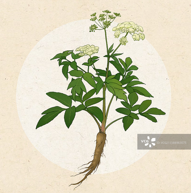 白芷图片素材