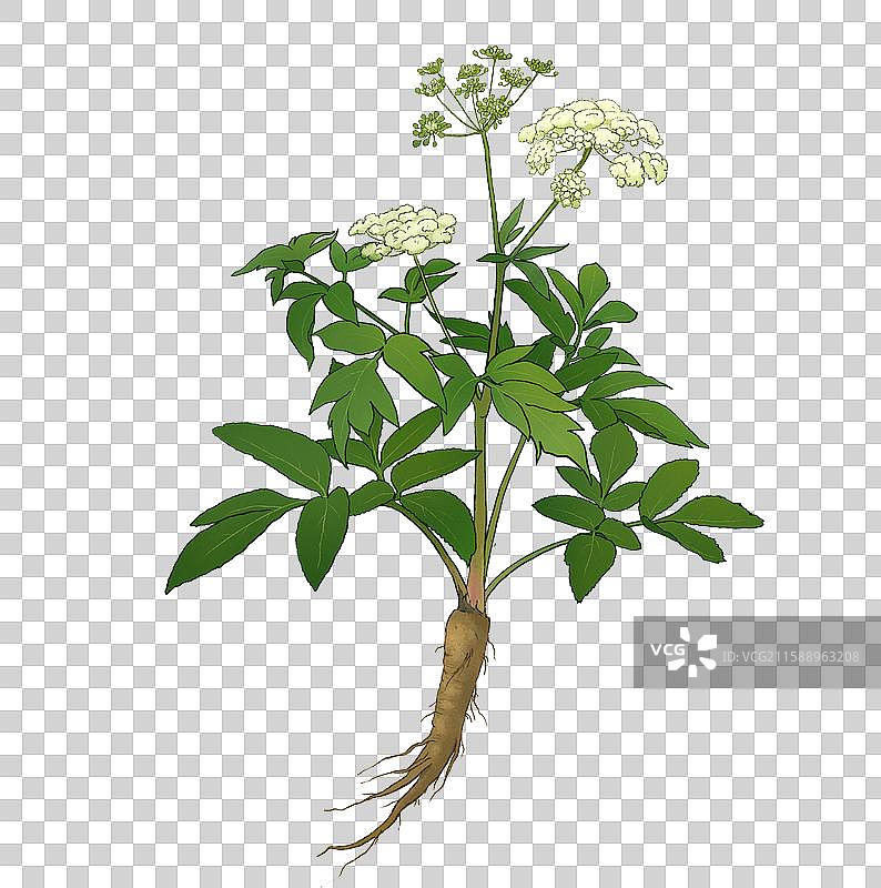 白芷图片素材