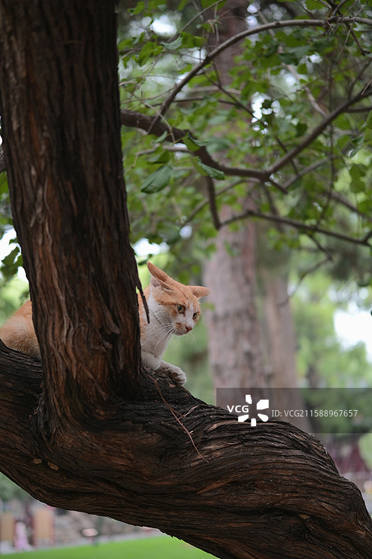 晋祠、书上小猫咪图片素材