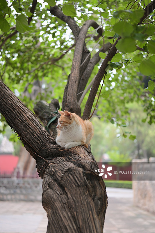 晋祠、书上小猫咪图片素材