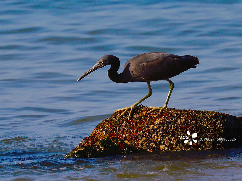 岩鹭图片素材