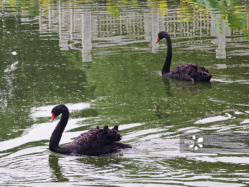 墨羽游戈 碧水为绸墨羽裁章，红喙点韵波痕织章，游痕的舒展影的轻漾，是池畔优雅把自然的灵秀变为灵动诗意图片素材