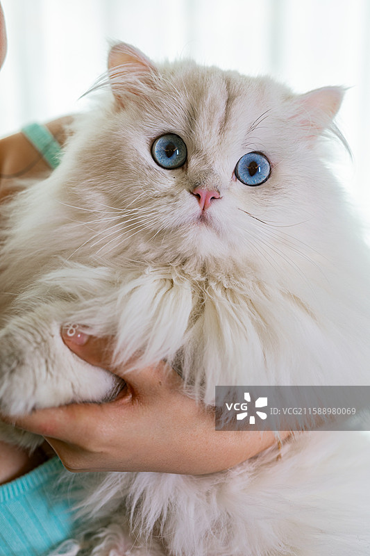 可爱的蓝眼白耳布偶猫图片素材