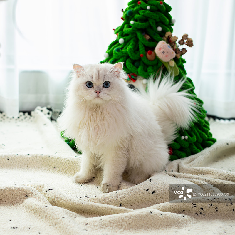 可爱的蓝眼白耳布偶猫图片素材