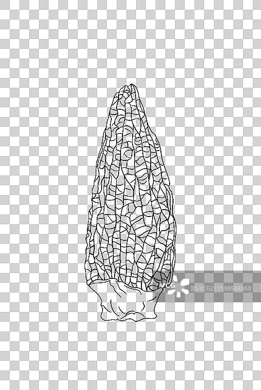羊肚菌线稿插画免扣元素图片素材
