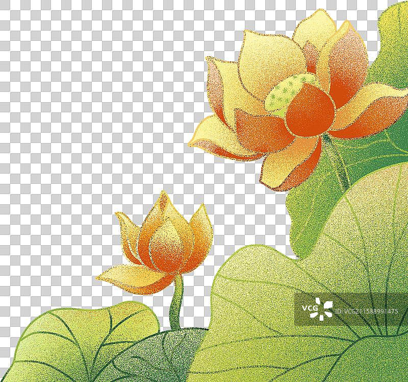 荷花、图片素材